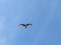 A seagull soars on thermals in sunny blue skies Royalty Free Stock Photo