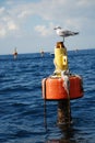 Seagull standing on a metal post Royalty Free Stock Photo