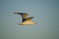 Seagull of the South Atlantic Royalty Free Stock Photo