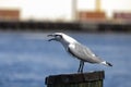 Seagull speaks Royalty Free Stock Photo
