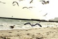 The seagull spread its wings. Seagull by the sea. Royalty Free Stock Photo