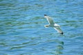 Seagull spread wings and fly fly above the sea spread wings Royalty Free Stock Photo
