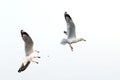 Seagull spread wings flying catching bait isolated Royalty Free Stock Photo