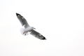 Seagull spread wings flying isolated on white background  and blank space on the righ Royalty Free Stock Photo
