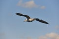 Seagull with spread wings flying over a blue sky. Birdwatching. Ornithology