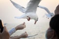 Seagull spread wings flying  on white. Royalty Free Stock Photo