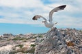 seagull with spreaded wings takes off on a stone coast in mediterrean Royalty Free Stock Photo