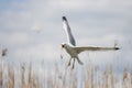 seagull spreading its wings we fly across the sky Royalty Free Stock Photo