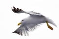 Seagull spreading its wings on an isolated white background Royalty Free Stock Photo