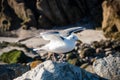Seagull spreading its wings to fly away Royalty Free Stock Photo
