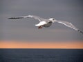 Seagull spreading wings Royalty Free Stock Photo