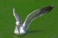 Seagull Spreading Wings on Green Surface of Pond