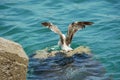 Seagull spreading wings on a rock in the Tyrrhenian sea, Amalfi coast, Italy