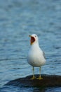 Seagull Squaking Royalty Free Stock Photo