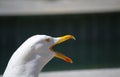 Seagull squawk