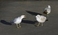 Seagull squawks at approaching seagull