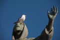 Seagull on st. Francis statue in Piazza San Giovanni, Rome, Italy.