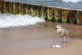 seagull stairing on the fish head on the beach Royalty Free Stock Photo