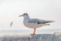 Seagull standing on a bridge at Miami,USA Royalty Free Stock Photo