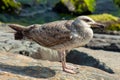 Seagull stand on a rock and sunbathing, city and friends spring 2023