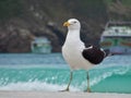 Seagull stand on the sand, Prainhas do Pontal beach, Arraial do Cabo