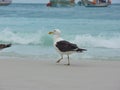 Seagull stand on the sand, Prainhas do Pontal beach, Arraial do Cabo