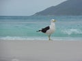 Seagull stand on the sand, Prainhas do Pontal beach, Arraial do Cabo