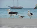 Seagull stand on the sand, Prainhas do Pontal beach, Arraial do Cabo