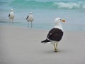 Seagull stand on the sand, Prainhas do Pontal beach, Arraial do Cabo