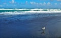 Seagull at Jupiter Beach in Florida Royalty Free Stock Photo