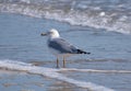 Seagull at Jupiter Beach in Florida Royalty Free Stock Photo