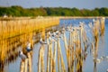 Seagull standing on bamboo ,Bangpoo Thailand Royalty Free Stock Photo