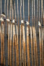 Seagull standing on bamboo Royalty Free Stock Photo