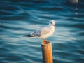 The seagull standing on the bamboo Royalty Free Stock Photo
