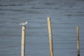 Seagull standing on a bamboo in the water. Royalty Free Stock Photo