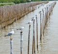 Seagull standing on bamboo wood