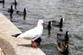 Seagull standing on the bank of Powells Creek@ Bicentennial Park, Sydney Royalty Free Stock Photo