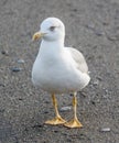 A seagull is standing on the beach Royalty Free Stock Photo