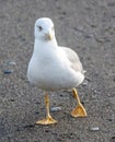 A seagull is standing on a beach Royalty Free Stock Photo