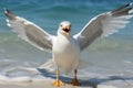 a seagull standing on the beach with its wings outstretched