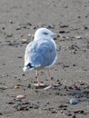 A seagull is standing on the beach Royalty Free Stock Photo