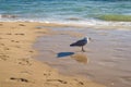 Seagull is standing on a beach. Royalty Free Stock Photo