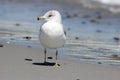 Seagull Standing on a Beach