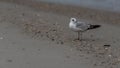 Seagull standing on the beach by sea Royalty Free Stock Photo