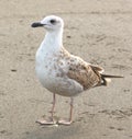 A seagull is standing on the beach Royalty Free Stock Photo