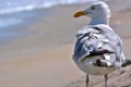 Seagull Standing on Beach Royalty Free Stock Photo