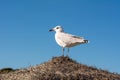 Seagull is standing on a beach umbrella. Royalty Free Stock Photo