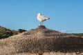 Seagull is standing on a beach umbrella. Royalty Free Stock Photo
