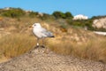 Seagull is standing on a beach umbrella. Royalty Free Stock Photo