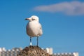 Seagull is standing on a beach umbrella. Royalty Free Stock Photo